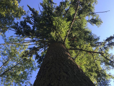 Den Wald erleben