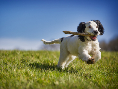 Hunde erleben! Von Hunden lernen!